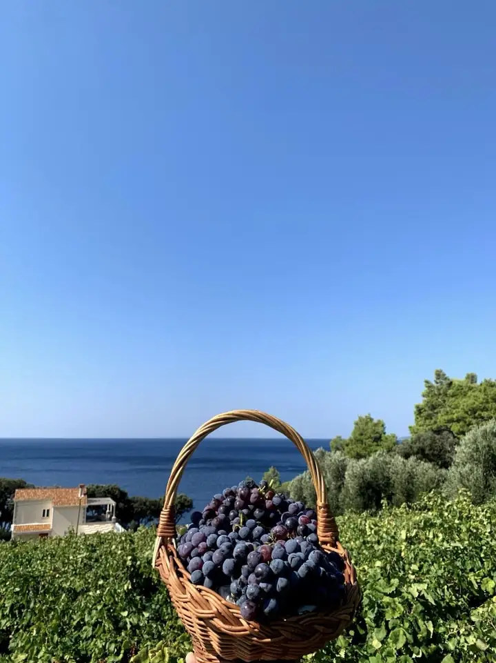 Košara grožđa u vinogradu iznad mora